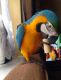 Blue-and-yellow Macaw Birds for sale in 10117 Cleary Blvd, Plantation, FL 33324, USA. price: $500