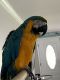 Blue-and-yellow Macaw Birds for sale in Charlotte, NC, USA. price: $2,000