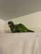 Blue Crown Conure Birds for sale in Bar Harbor, ME, USA. price: $800