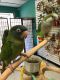 Blue Crown Conure Birds for sale in South Elgin, IL, USA. price: NA