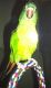 Blue Crown Conure Birds for sale in Houston, TX, USA. price: NA