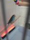 Blue-crowned Parakeet Birds