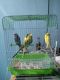 Blue-crowned Parakeet Birds