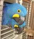 Blue Duck Birds for sale in Columbus, OH, USA. price: NA