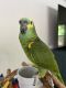Blue-fronted Amazon Birds for sale in Wesley Chapel, FL, USA. price: $3,000
