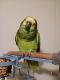 Blue-fronted Amazon Birds for sale in Gainesville, TX 76240, USA. price: NA
