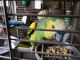Blue-fronted Amazon Birds for sale in Charlotte, NC 28277, USA. price: NA