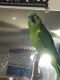 Blue-fronted Amazon Birds for sale in Boulder, CO, USA. price: $750