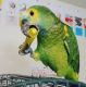 Blue-fronted Amazon Birds for sale in Minot, ND, USA. price: $1,200