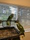 Blue-fronted Amazon Birds for sale in Milwaukee, WI, USA. price: $1,500