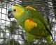 Blue-fronted Amazon Birds for sale in Fresno, CA, USA. price: NA