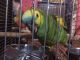 Blue-fronted Amazon Birds for sale in Birmingham, AL, USA. price: NA