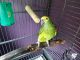 Blue-fronted Amazon Birds for sale in East Rochester, NY 14445, USA. price: $550
