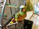 Blue-fronted Amazon Birds for sale in Austin, TX, USA. price: NA