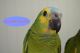 Blue-fronted Amazon Birds for sale in Lincoln County, NC, USA. price: $1,899