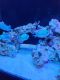 Blue Green Chromis Fishes for sale in Wilmette, IL 60091, USA. price: $250