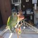 Blue-headed Parrot Birds for sale in Peoria, IL, USA. price: NA