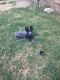 Blue Healer Puppies for sale in Roswell, NM, USA. price: $150