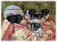 Blue Healer Puppies for sale in Foster, OK, USA. price: $1,300