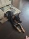 Blue Healer Puppies for sale in Grove City, OH, USA. price: NA