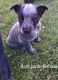 Blue Healer Puppies for sale in Norwalk, WI 54648, USA. price: $400