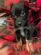 Blue Healer Puppies for sale in Claremore, OK, USA. price: $250