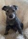 Blue Healer Puppies for sale in Racine, WI, USA. price: NA
