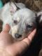 Blue Healer Puppies for sale in Moreno Valley, CA, USA. price: $400