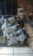 Blue Healer Puppies for sale in Hardeman County, TN, USA. price: $150