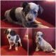 Blue Healer Puppies for sale in Kennedy, MN 56733, USA. price: $400