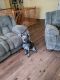 Blue Healer Puppies for sale in Whitacre, VA 22625, USA. price: NA