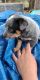 Blue Healer Puppies for sale in Marble Falls, TX 78654, USA. price: NA