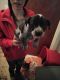 Blue Healer Puppies for sale in Dearborn Heights, MI, USA. price: NA