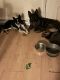 Blue Healer Puppies for sale in Lexington, KY, USA. price: NA
