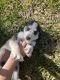 Blue Healer Puppies for sale in Euless, TX, USA. price: $200