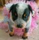 Blue Healer Puppies for sale in Central Florida, FL, USA. price: $800