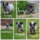 Blue Healer Puppies for sale in Toney, AL 35773, USA. price: $400