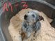 Blue Healer Puppies for sale in Athol, ID 83801, USA. price: $750