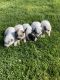 Blue Healer Puppies for sale in Effingham, IL 62401, USA. price: $400