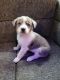 Blue Healer Puppies for sale in Fort Worth, TX, USA. price: $800