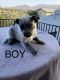 Blue Healer Puppies for sale in Globe, AZ, USA. price: NA