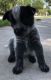 Blue Healer Puppies for sale in Pinellas Park, FL 33781, USA. price: NA