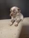 Blue Healer Puppies for sale in 207 Wilde Ave, Forest City, NC 28043, USA. price: NA