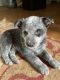 Blue Healer Puppies for sale in Rockvale, TN 37153, USA. price: NA