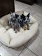 Blue Healer Puppies for sale in Rogers, AR, USA. price: NA