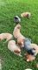 Blue Healer Puppies for sale in Carroll, IA 51401, USA. price: NA