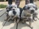 Blue Healer Puppies for sale in St. Louis, MO, USA. price: NA