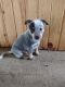 Blue Healer Puppies for sale in Willshire, OH 45898, USA. price: $75