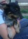 Blue Healer Puppies for sale in Robbins, NC, USA. price: $250