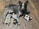Blue Healer Puppies for sale in Cleveland, TX 77328, USA. price: $100